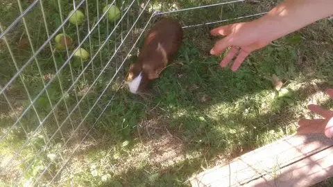how to handle a guinea pig