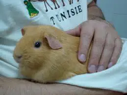 do guinea pigs like to be held