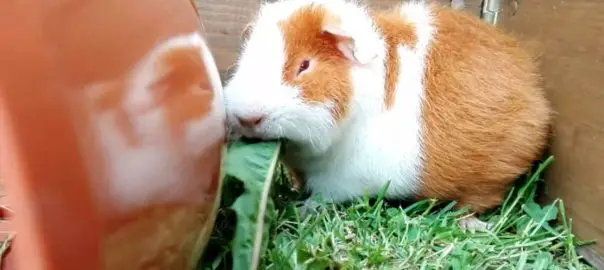 should guinea pigs eat all day